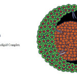 Unlocking the potential of phytosomes