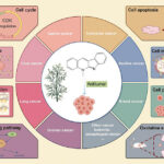 mechanism of action of neocryptolepine and its derivatives