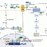 Prostate Cancer Treatment