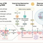 cholestatic liver disease therapeutic