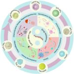 Ferroptosis by nanomaterials