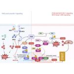 Catapol: a promising natural neuroprotective agent for neurologic disorders