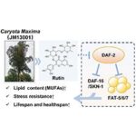 Caryota maxima leaf extract extends Caenorhabditis elegans lifespan by inducing mono-unsaturated fatty acid accumulation via DAF-2 signaling