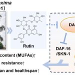 Caryota maxima leaf extract extends Caenorhabditis elegans lifespan by inducing mono-unsaturated fatty acid accumulation via DAF-2 signaling