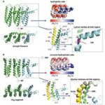Advances in gasdermin activation, regulation, and targeted drug development
